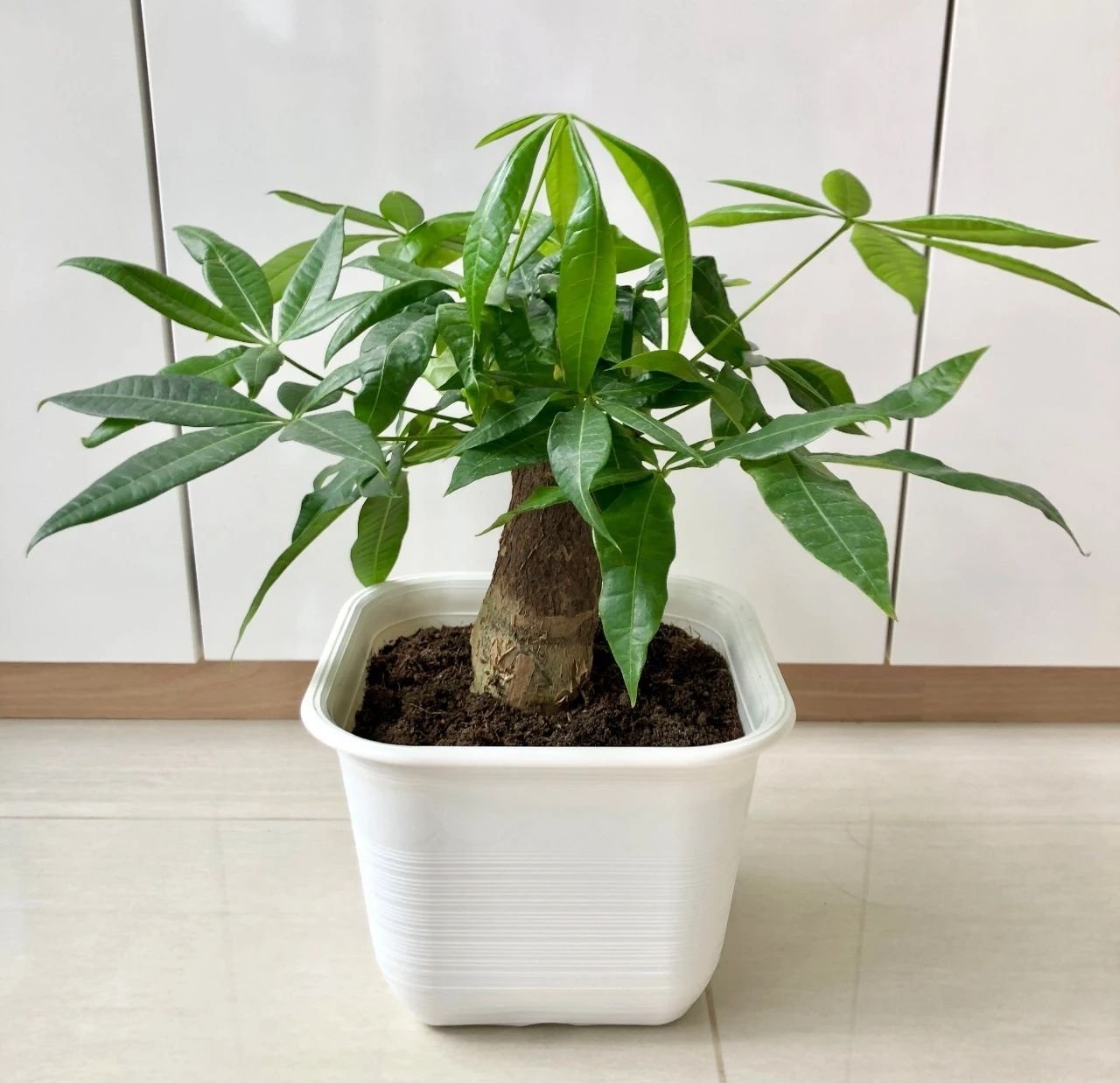 5种超招财室内风水植物 摆放在家里一定huat 附上摆设位置 Redchili21